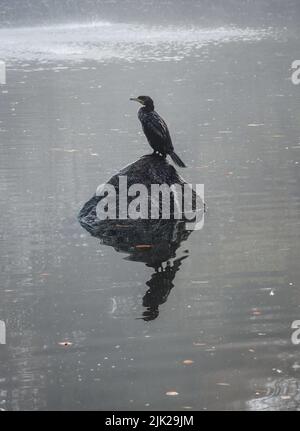 Ein Kormoran-Vogel, der während des nebligen Herbstwetters auf einem Stein in einem See sitzt Stockfoto