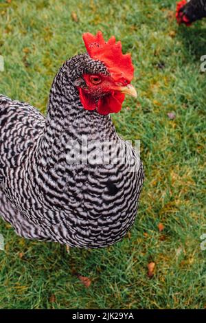 Porträt einer versperrten Plymouth Rock Chicken Henne auf der Farm Stockfoto