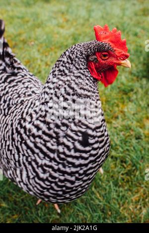 Porträt einer versperrten Plymouth Rock Chicken Henne auf der Farm Stockfoto