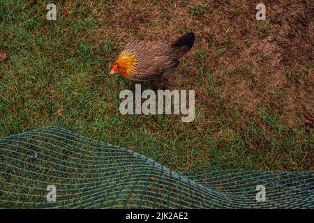 Ansicht von oben nach unten auf einzelnes braunes Huhn mit goldgelbem orangenem Hals Stockfoto