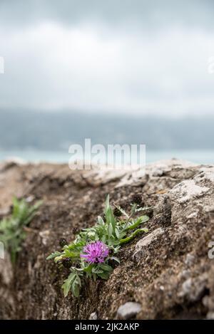 Eine kleine Mutterblume, die an einer Wand an der Amalfiküste in Süditalien wächst Stockfoto