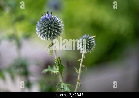 Blue Globe-Thistle in einem Blumenbeet in einem Stadtpark in Norrköping im Sommer in Schweden. Stockfoto