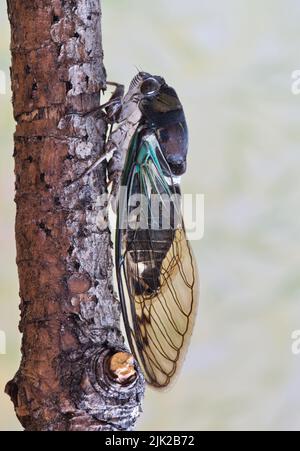 Lyric Cicada (Neotibicen lyricen) Seitenansicht auf einem Ast in Houston, TX. Die Art ist in Nordamerika heimisch. Vertikales Makrobild mit Kopierbereich. Stockfoto