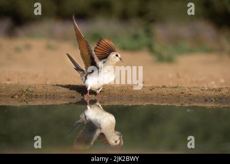 Namaqua Taube (Oena Capensis) Stockfoto