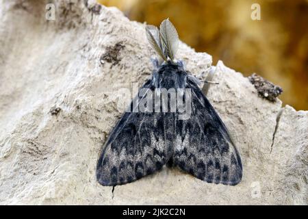Schwarze Bögen Lymantria monacha, Imago, ruht auf strukturiertem Holz. Stockfoto