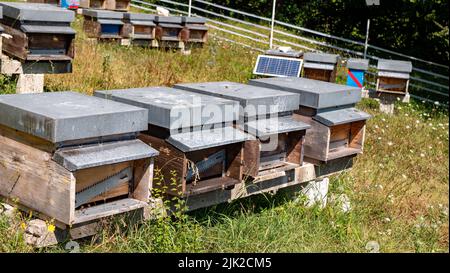 Bienenstöcke auf der Wiese voller Blumen Stockfoto