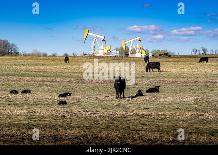 Eine Herde von Rindern, die auf einem bearbeiteten Feld grasen und mit Öl- und Gaspumpen arbeiten, die auf Ackerland in Rocky View County Alberta, Kanada, arbeiten. Stockfoto