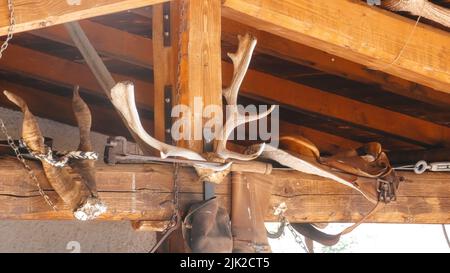 Hirsch Geweih auf einem Holzbalken Stockfoto