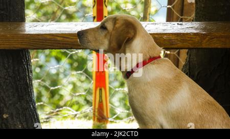 Golden Labrador Retriever Welpe sieht traurig aus und sitzt Stockfoto