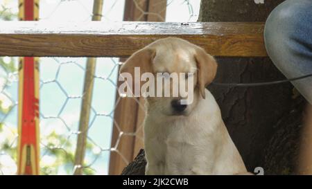Golden Labrador Retriever Welpe sieht traurig aus und sitzt Stockfoto