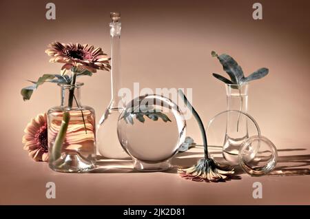 Biophilia Design Hintergrund. Weiße Gerbera, exotische Blätter. Blumen, Gläser aus transparentem Glas, Flaschen, Fläschchen. Reflexionen, verzerrte florale Elemente Stockfoto