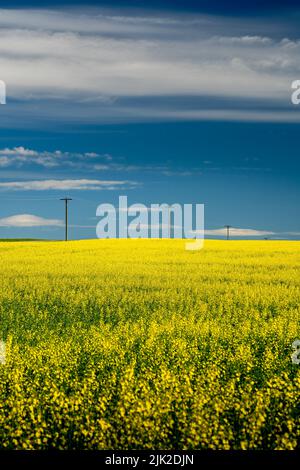 Eine Reihe von hölzernen Telefonmasten steht hoch auf einem blühenden gelben Rapsfeld in der Rocky View County Alberta Canada unter einem tiefblauen Himmel. Stockfoto