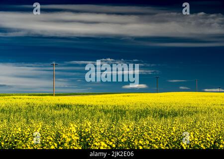 Blühendes gelbes Rapsfeld in Rocky View County Alberta Canada unter einem tiefblauen Himmel mit entfernten Telefonmasten. Stockfoto