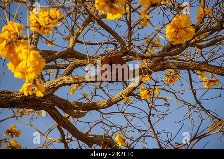 Goiania, Goiás, Brasilien – 29. Juli 2022: João de Barros (Furnarius rufus) brütet auf einem Zweig eines gelb blühenden ipe. (Handroanthus albus) Stockfoto