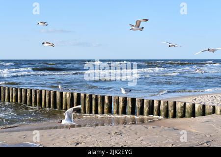 Ostsee in Polen. Möwen über stürmischem Meer, mit Wellen, die Holzpfähle schlagen. Windiger Tag mit blauem Himmel. Stockfoto