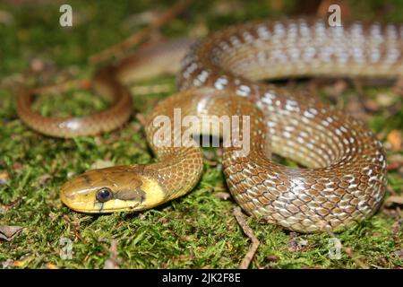 Aesculapsche Schlange (Zamenis longissimus) in natürlichem Lebensraum Stockfoto