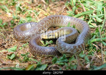 Aesculapsche Schlange (Zamenis longissimus) in natürlichem Lebensraum Stockfoto