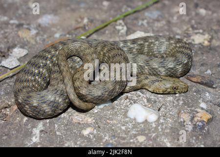 Würfelschlange (Natrix tessellata) in natürlichem Lebensraum Stockfoto