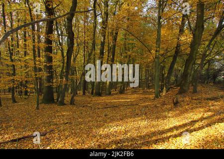 Herbstansicht des Inneren des Waldes mit gefallenen gelben Blättern aus Linde und Eiche Stockfoto