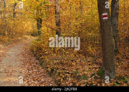 Herbstansicht eines Wanderweges im Wald mit einem roten Schild auf einem Baum und gefallenen gelben Linden- und Eichenblättern Stockfoto