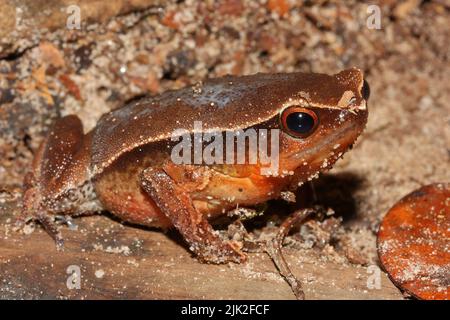 Schwarz-gepunkteter Sticky Frog - Kalophrynus pleurostigma in natürlichem Lebensraum in Sarawak, Borneo Stockfoto