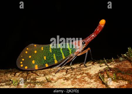 Der Laternenwanze (Pyrops intricatus) in natürlichem Lebensraum Stockfoto