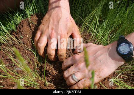 Hände eines Mannes (Entomologe), der ein Loch in einen Ameisenhaufen gräbt Stockfoto