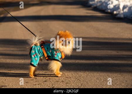 Ein pommerscher Hund an der Leine. Stockfoto