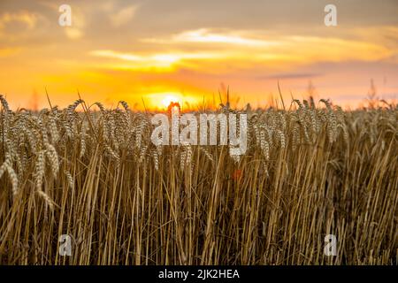 Majestätischer Sonnenuntergang über einem Weizenfeld. Weizenohren unter Sonnenschein bei Sonnenuntergang. Wunderbare ländliche Landschaft. Stockfoto
