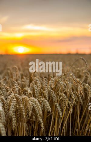 Majestätischer Sonnenuntergang über einem Weizenfeld. Weizenohren unter Sonnenschein bei Sonnenuntergang. Wunderbare ländliche Landschaft. Stockfoto