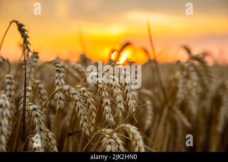 Majestätischer Sonnenuntergang über einem Weizenfeld. Weizenohren unter Sonnenschein bei Sonnenuntergang. Wunderbare ländliche Landschaft. Stockfoto