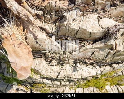 Die Struktur der Rinde einer Palme. Südliche Baumrinde. Die Schutzabdeckung der Palme. Hintergrund aus natürlichem Material Stockfoto