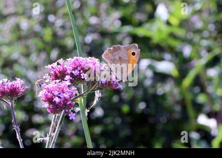 Großes Ochsenauge (Maniola jurtina) auf der Blüte einer Minze (Mentha Stockfoto