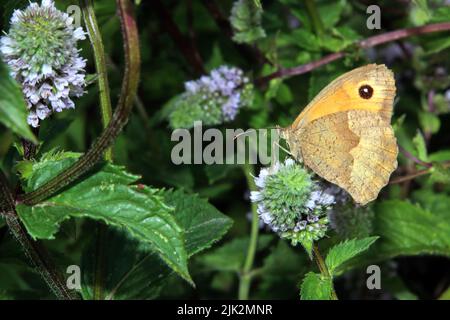 Großes Ochsenauge (Maniola jurtina) auf der Blüte einer Minze (Mentha Stockfoto