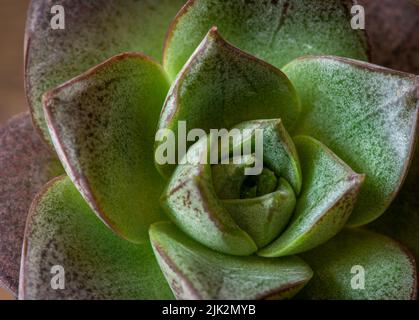 Braun und grün zusammen in dieser beliebten Hauspflanze, socasing Natur Schönheit in dieser saftigen Pflanze und ihre close up Blütenblätter bereit für den Garten pla Stockfoto