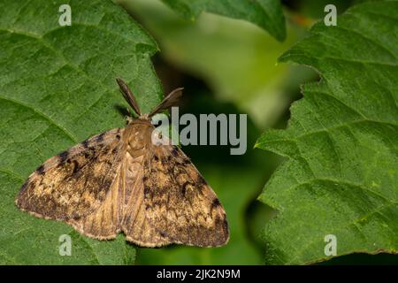 Schwammige Motte - Lymantria dispar Stockfoto