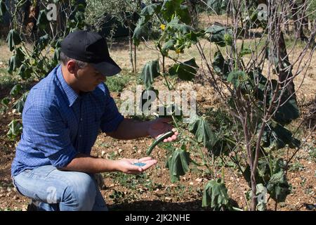 Ein Bauer hält chemischen Dünger in der Hand und inspiziert eine Gurkenpflanze. Arbeit und Gartenpflege. Vorbereitung für die Ernte Gemüse Stockfoto