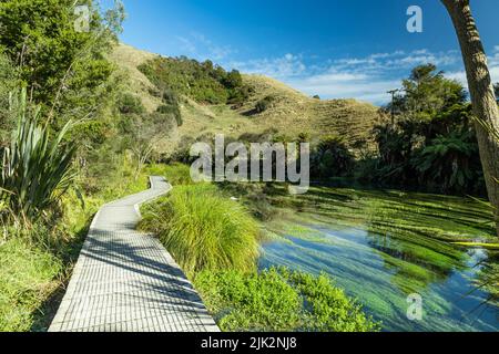 Wunderschöner Spaziergang im Blue Spring Te Waihou Walkway, Neuseeland Stockfoto