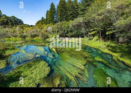 Wunderschönes blaues Wasser des Blue Spring Te Waihou Walkway in Neuseeland Stockfoto