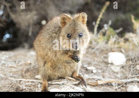 Quokka, das glücklichste Tier der Welt auf Rottnest Island, Perth, Westaustralien Stockfoto