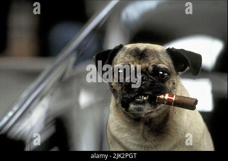 FRANK DER MOPS, MÄNNER IN SCHWARZ II, 2002, Stockfoto