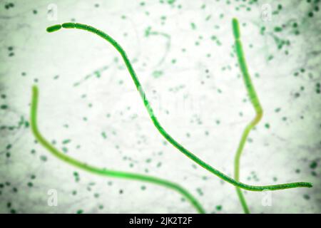 Abbildung zeigt die Filamente der Bakterien Thiomargarita magnifica. Mit einer Länge von bis zu 2 Zentimetern sind sie die größten Bakterien der Welt. Thiomargarita magnifica ist eine schwefeloxidierende Gammaproteobakterien, die erstmals 2009 in den tropischen Mangroven von Guadeloupe, Kleinen Antillen, entdeckt wurde. Stockfoto