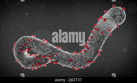 Abbildung des Marburg-Virus, eines tubulären RNA-Virus (Ribonukleinsäure), das zur Familie der Filoviridae gehört. Es ist für das Marburger hämorrhagische Fieber beim Menschen verantwortlich. Zu den Symptomen gehören Fieber, Muskelschmerzen, Hautausschlag, Durchfall und Blutungen. Stockfoto