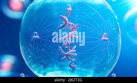 Illustration einer Zelle während der Metaphase der Mitose mit Chromosomen und Spindelfasern. Stockfoto