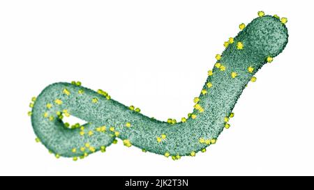 Abbildung des Marburg-Virus, eines tubulären RNA-Virus (Ribonukleinsäure), das zur Familie der Filoviridae gehört. Es ist für das Marburger hämorrhagische Fieber beim Menschen verantwortlich. Symptome sind unter anderem Muskelschmerzen, Hautausschlag, Durchfall und Blutungen. Stockfoto