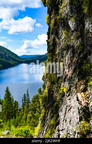 Flechten, die auf der Rinde einer Douglas-Tanne wächst, mit Conkle Lake im Hintergrund Stockfoto