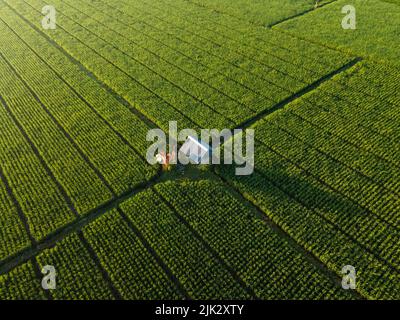 Drone Blick auf eine kleine Kabine für die Ruhe in der Mitte der Reisfelder am Morgen Stockfoto