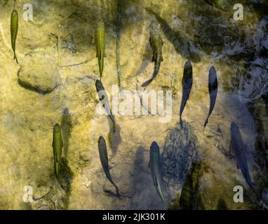 Fische finden einen ruhigen Ort, um langsam in den Gewässern des Nationalparks Krka in Kroatien zu reisen Stockfoto