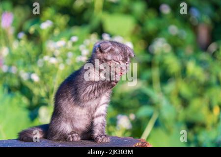 Niedliche Kätzchen warten auf die Katze. Lustige Haustiere. Nahaufnahme des Haustieres. Kätzchen im Alter von zwei Monaten im Freien, in der Natur Stockfoto