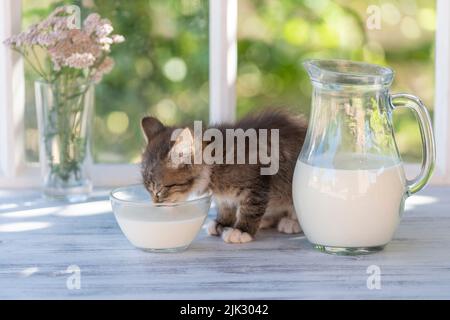 Graues kleines Kätzchen isst an einem Sommertag in der Nähe des Gartens zu Hause Milchfutter aus einer Glasschüssel auf der Fensterbank nahe dem Fenster. Nahaufnahme der heimischen Anima Stockfoto